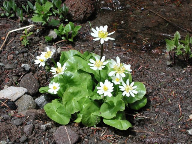 flowers in the woods.jpg